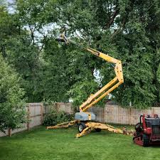 How Our Tree Care Process Works  in  Brookville, PA
